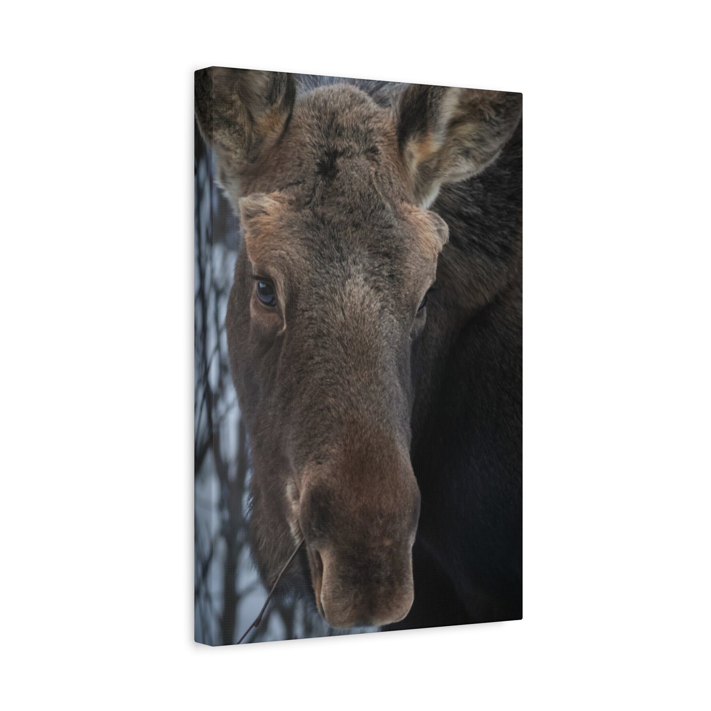 Moose Face Close-Up Matte Canvas Wall Art