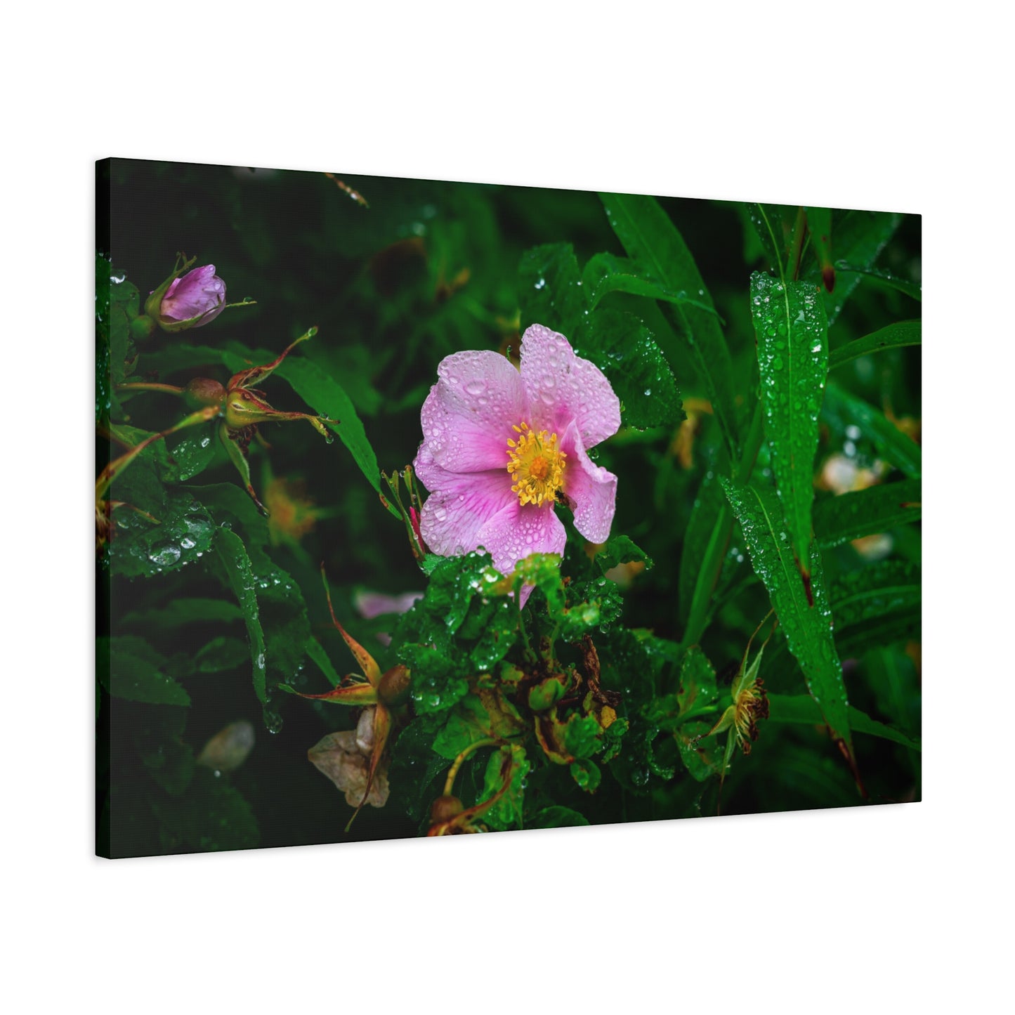 Pink Rosehip Wildflower Dew Matte Canvas Print — Stretched 1.25"
