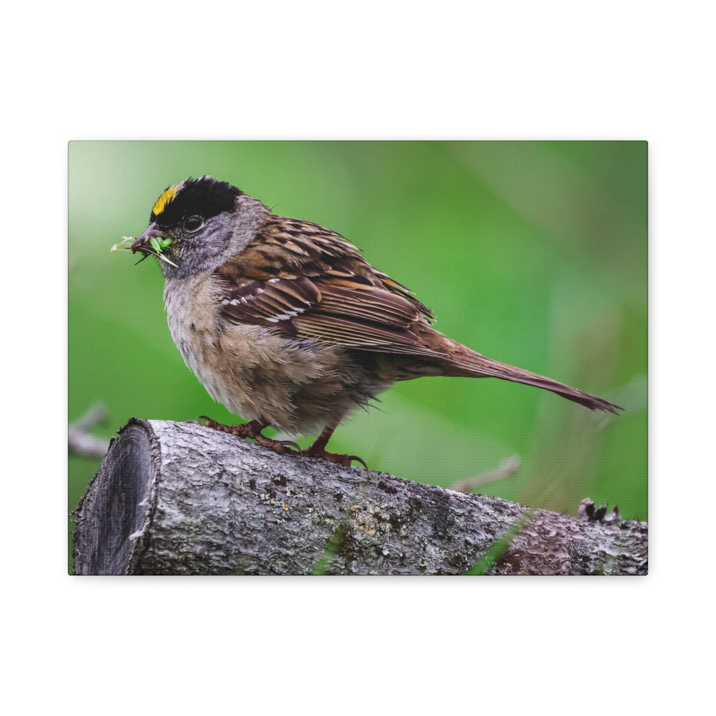 Golden-Crowned Sparrow Canvas Print — Matte Stretched Wall Art