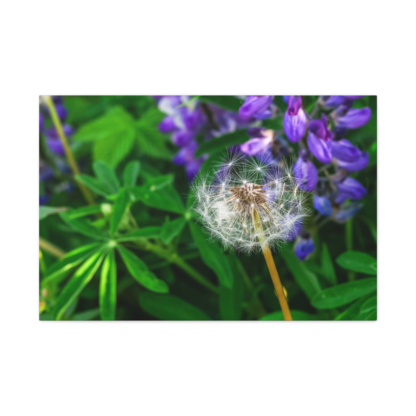 Where Wildflowers Gather ~ Dandelion & Lupine Canvas Print