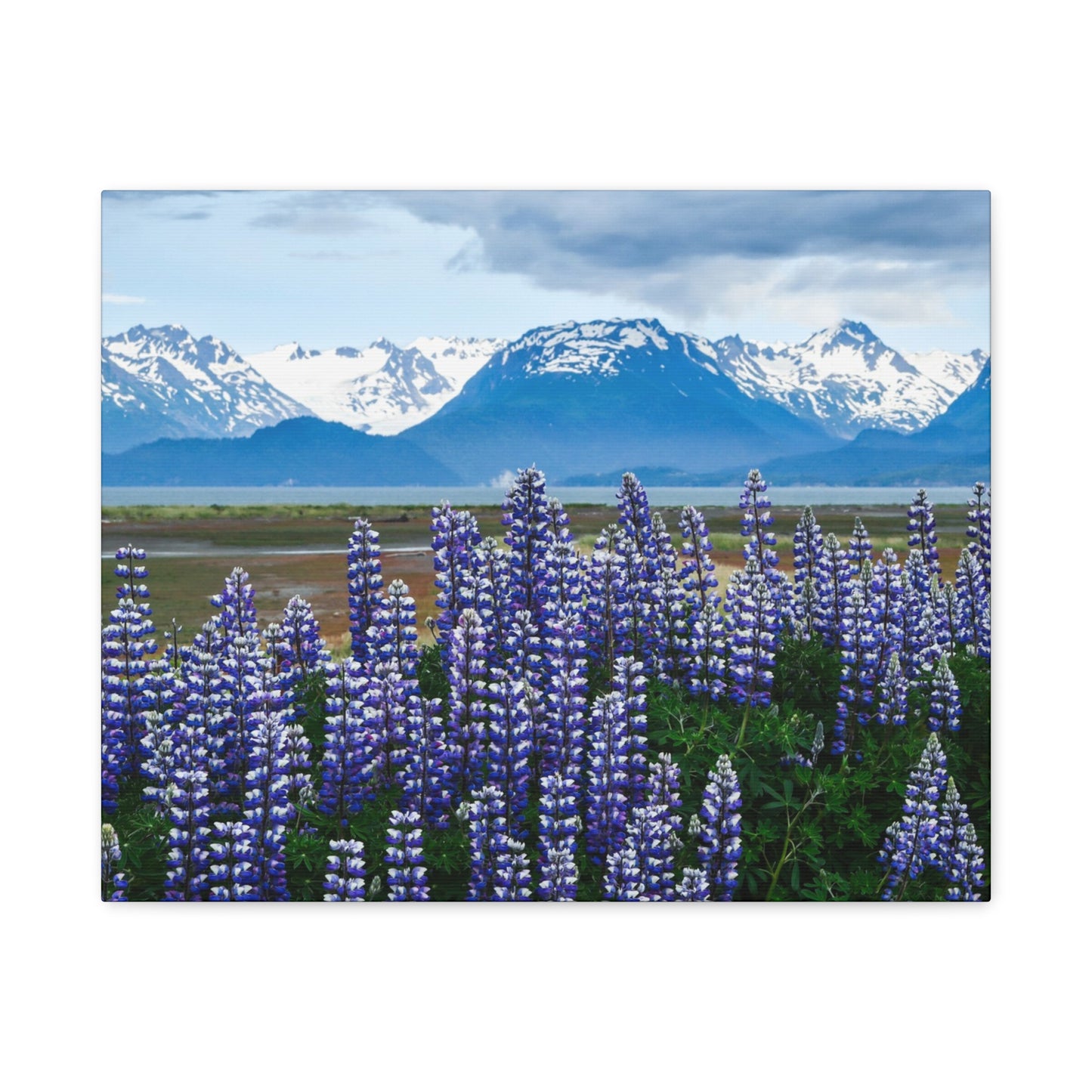 Lupine Coastal Canvas Print — Purple Wildflower Wall Art