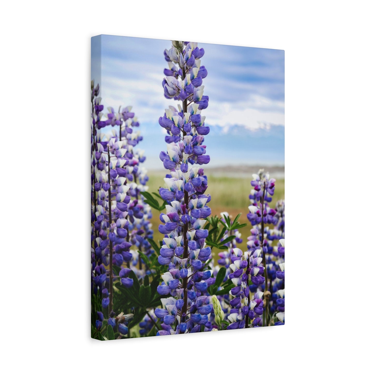 Lupine Field Matte Stretched Canvas