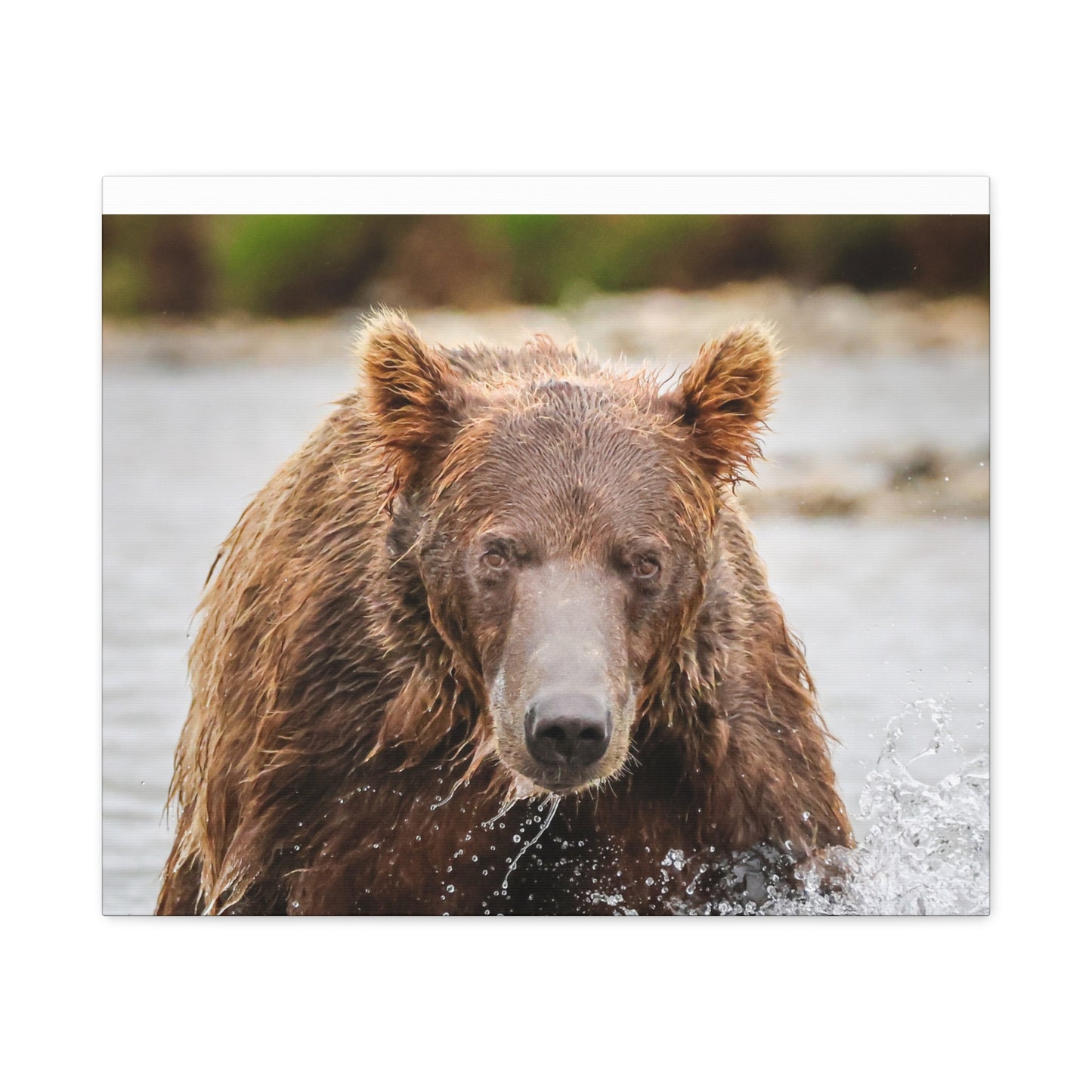Katmai Brown Bear of Alaska Close-Up Matte Canvas Print ~ Wildlife Wall Art, 1.25" Stretched