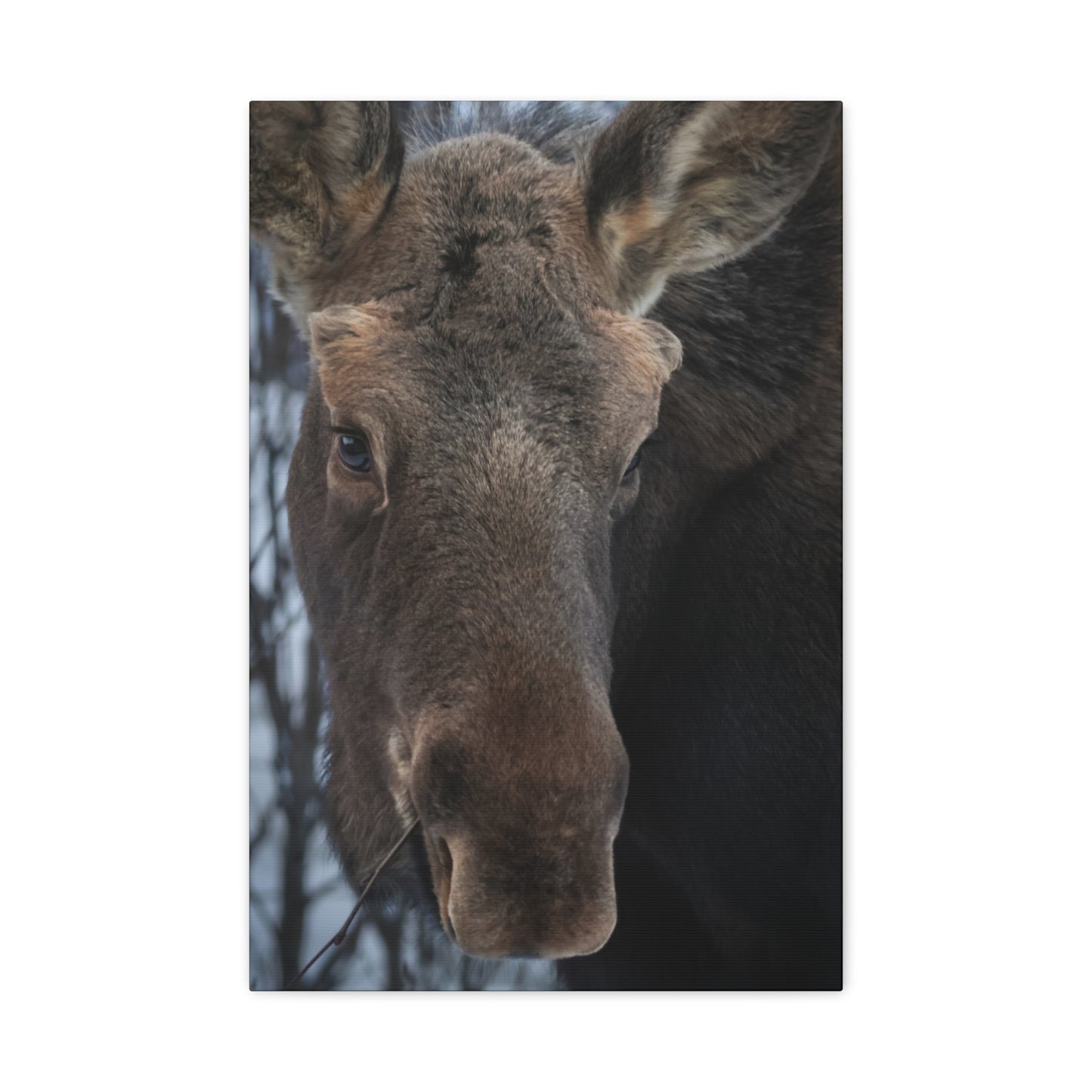 Moose Face Close-Up Matte Canvas Wall Art