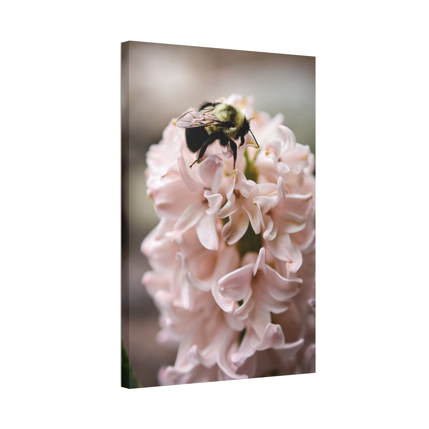 Bee on Pink Hyacinth Canvas Print ~ Botanical Wall Art