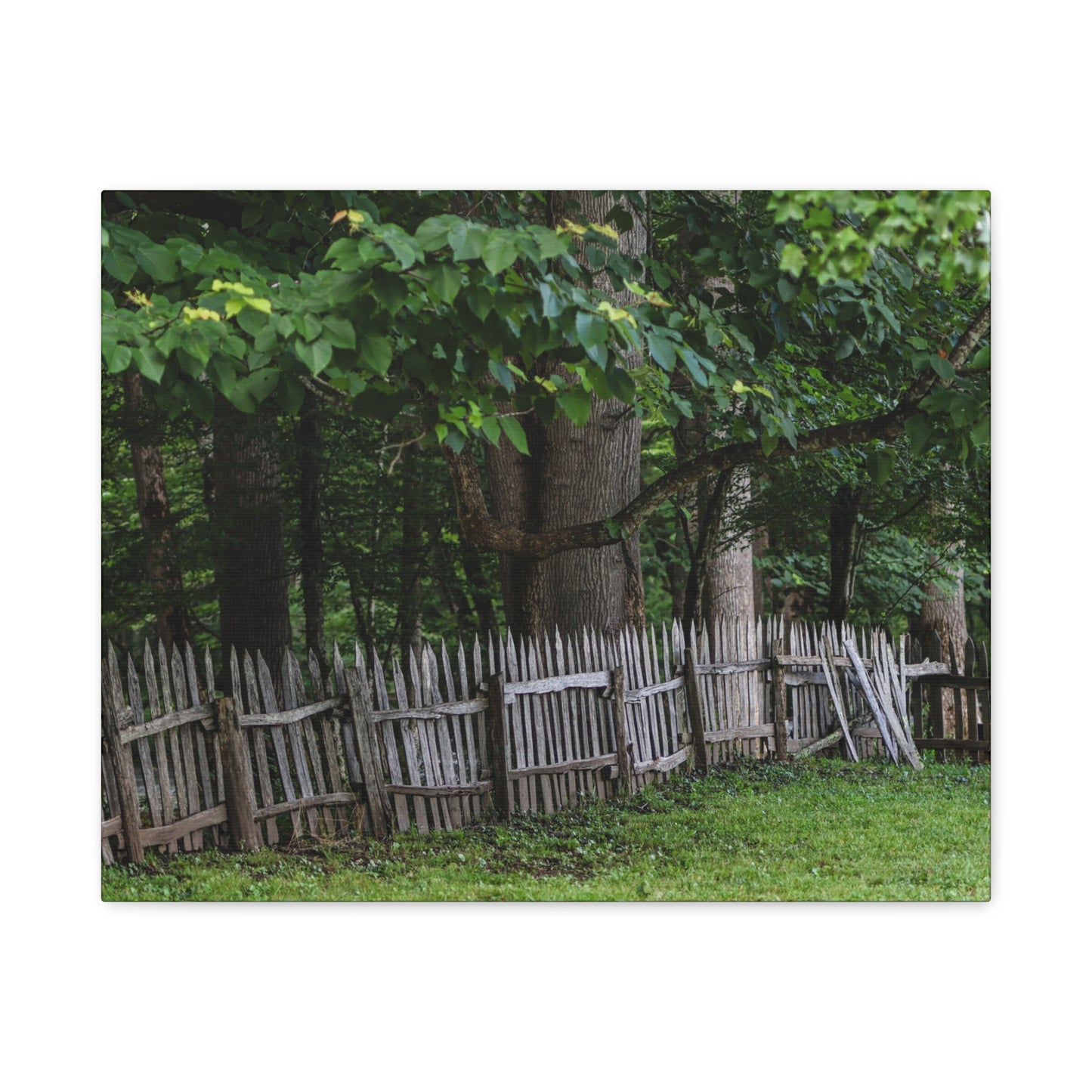 Rustic Split-Rail Fence Canvas Wall Art ~ Forest Landscape Matte Stretched Print