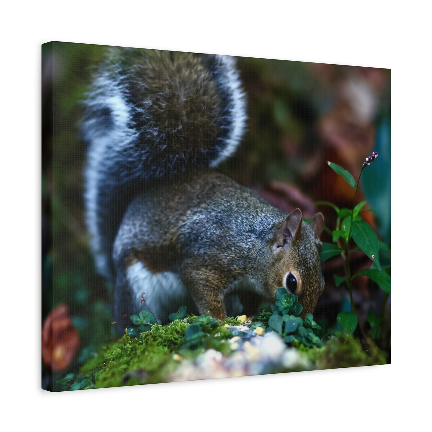 Squirrel Foraging Matte Canvas Print — Nature Wall Art, Wildlife Photography Stretched Canvas