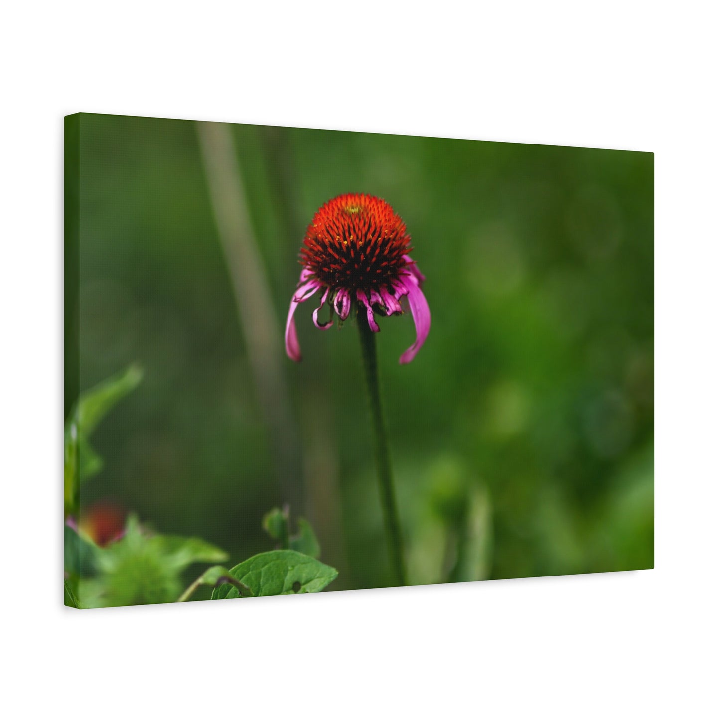 Echinacea Wildflower Canvas Print — Matte Stretched Wall Art