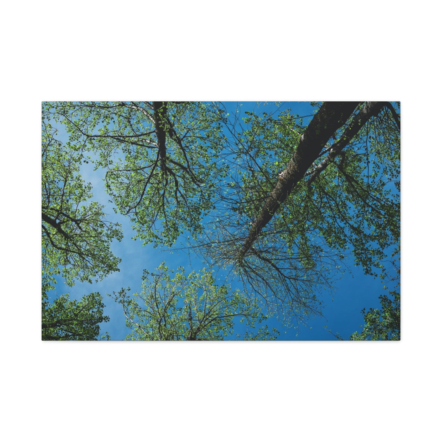 Looking Up Through The Quiet | Stretched Matte Wall Art