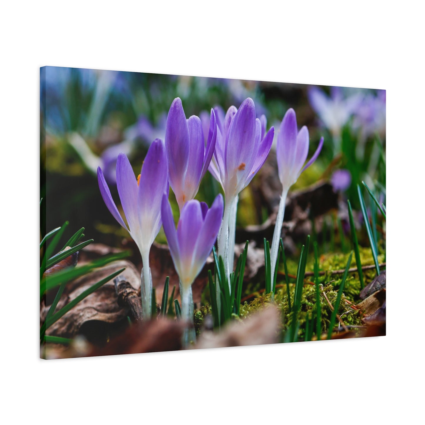 Purple Crocus Spring Flowers Matte Canvas Wall Art, Stretched 1.25"