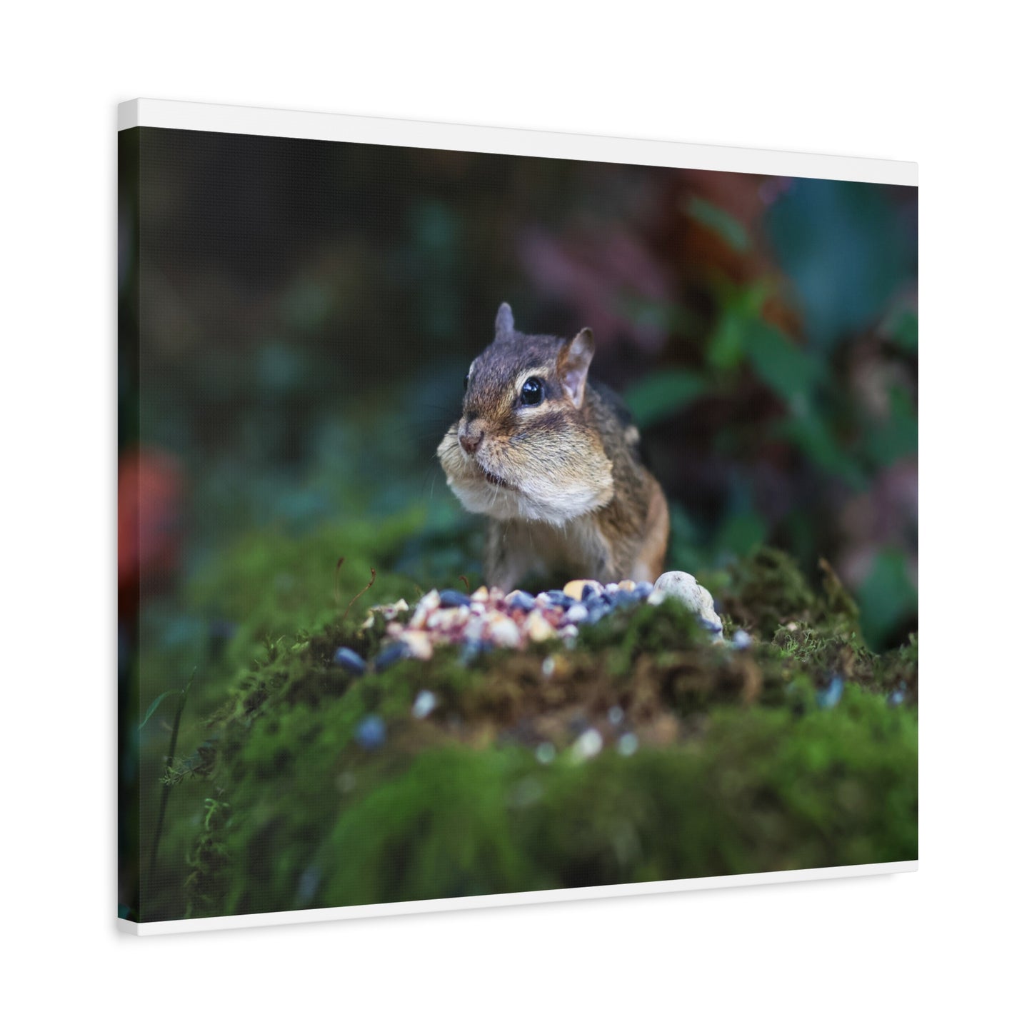 Chipmunk Close-Up Matte Canvas Wall Art ~ Cute Wildlife Photography