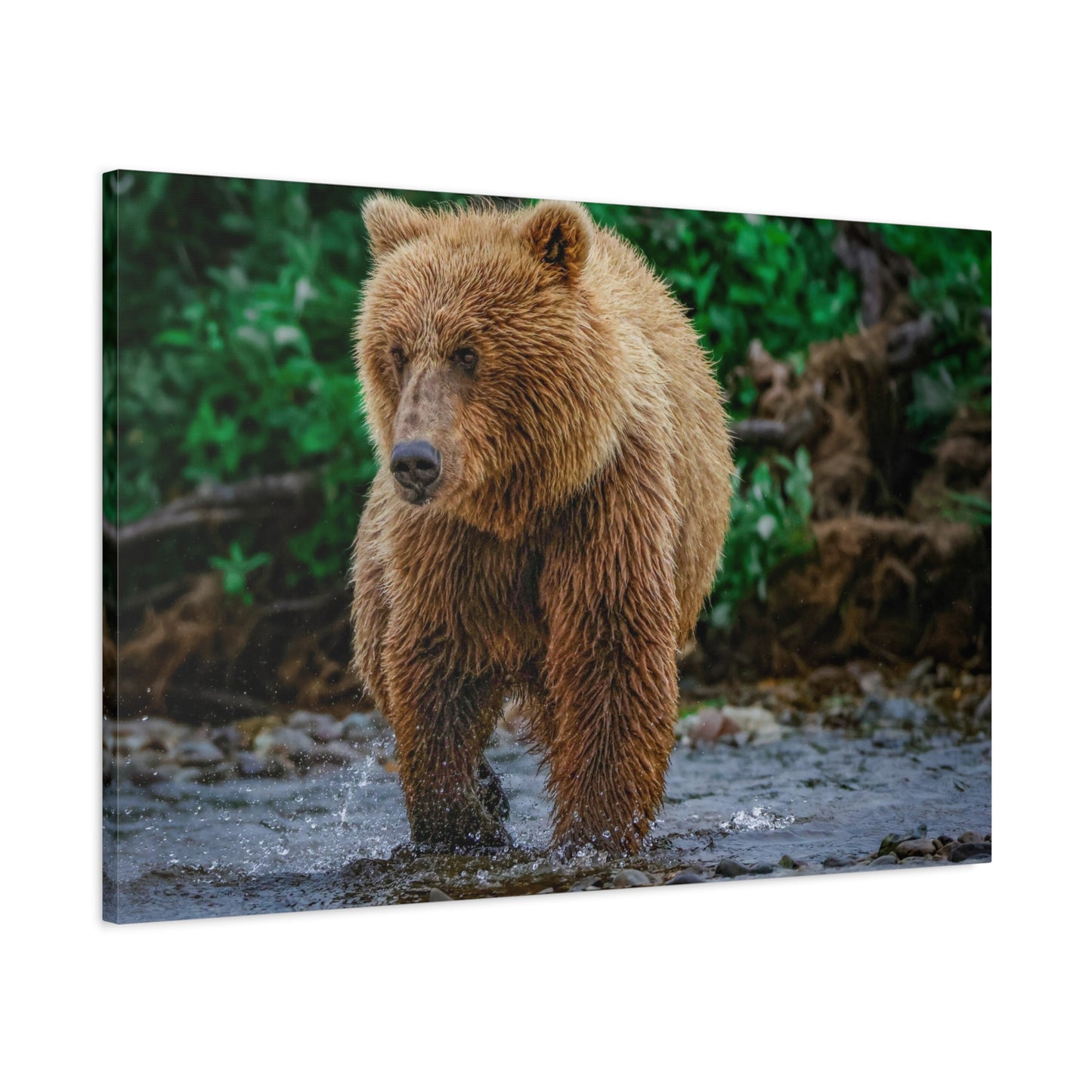 Katmai Brown Bear Wildlife Canvas Print Stretched Matte Nature Wall Art