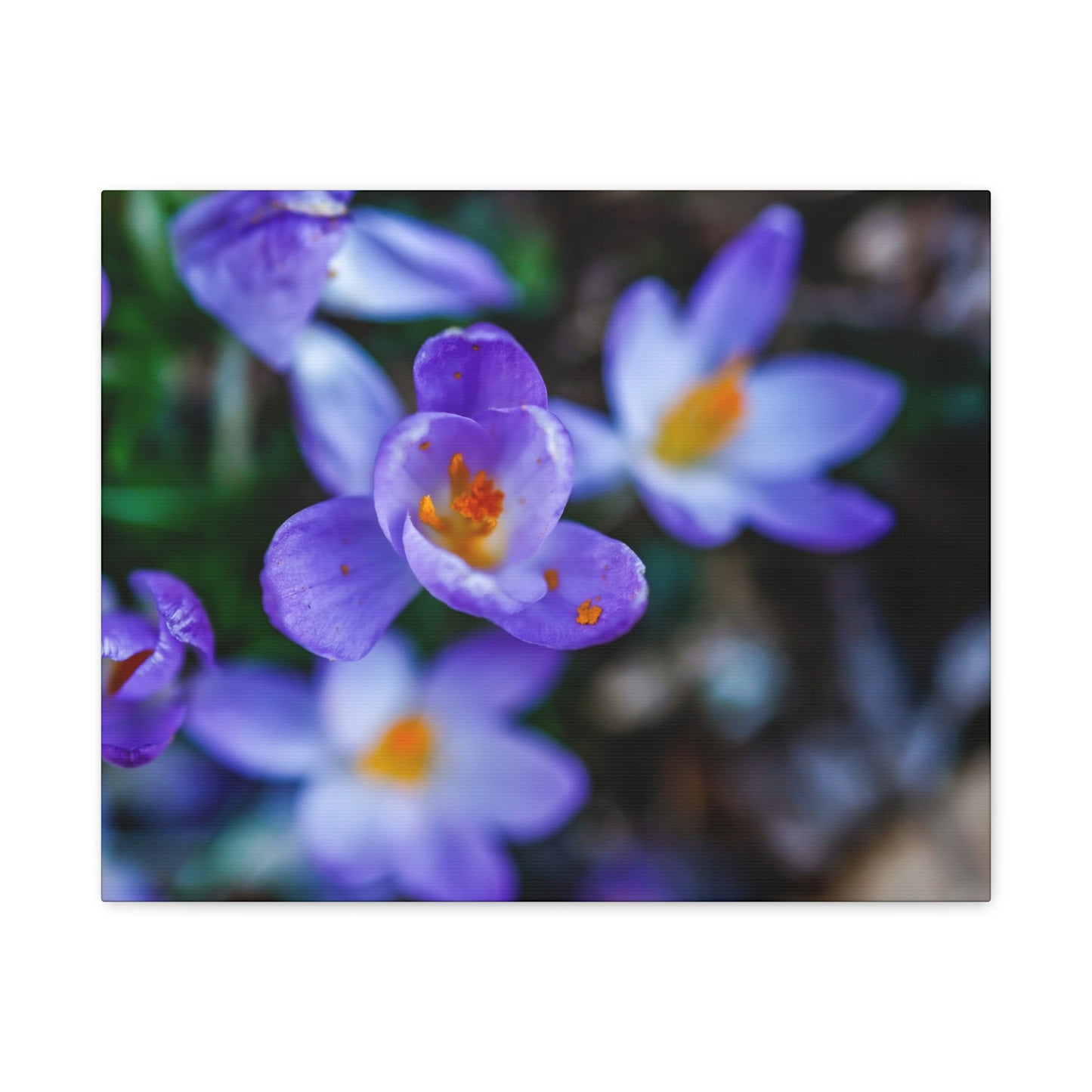 Purple Crocus Blossom Matte Canvas Print, Spring Floral Wall Art