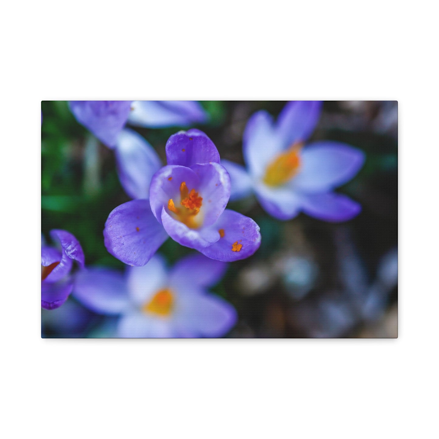 Purple Crocus Blossom Matte Canvas Print, Spring Floral Wall Art