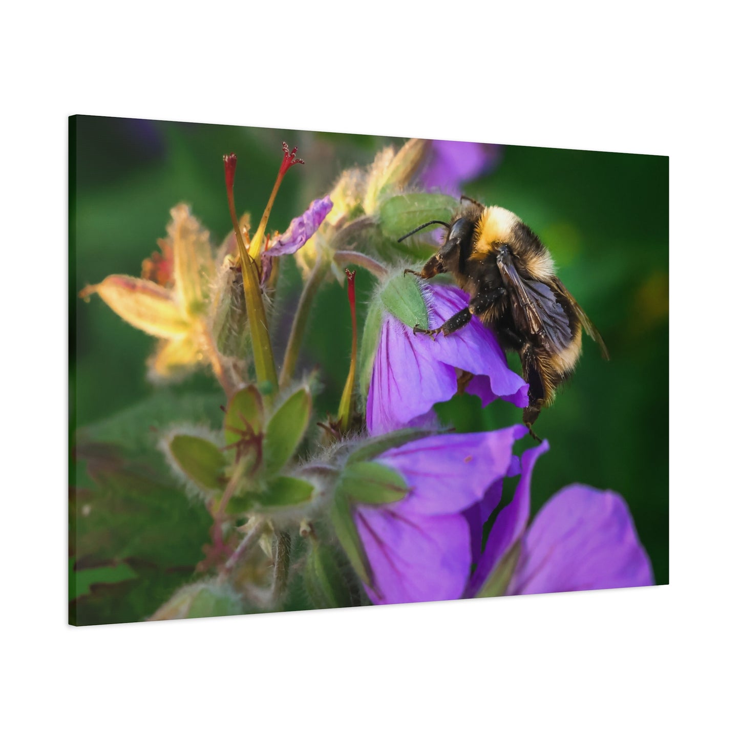 Bee on Purple Flower Matte Canvas Print