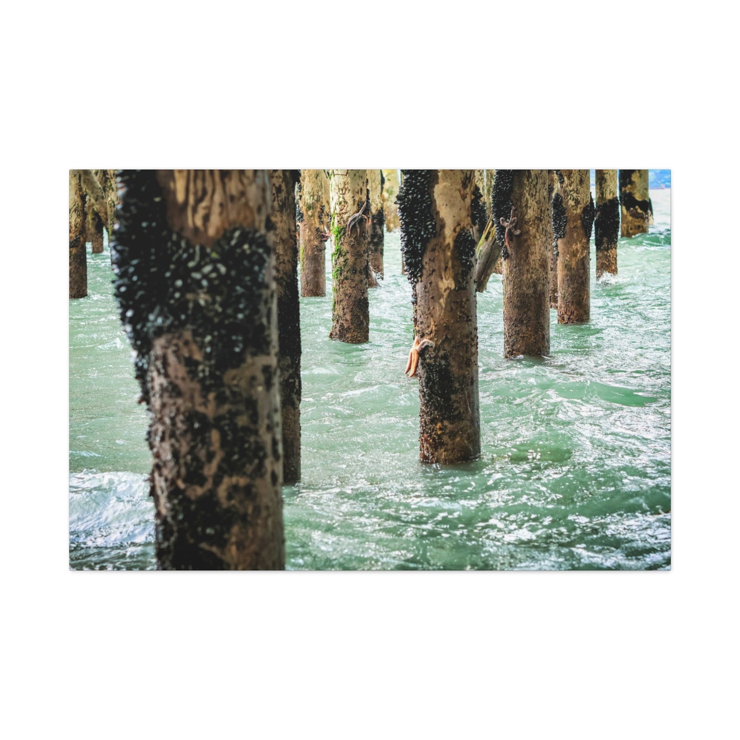 Where the Tide Slows ~ Starfish on Ocean Pilings Canvas Print