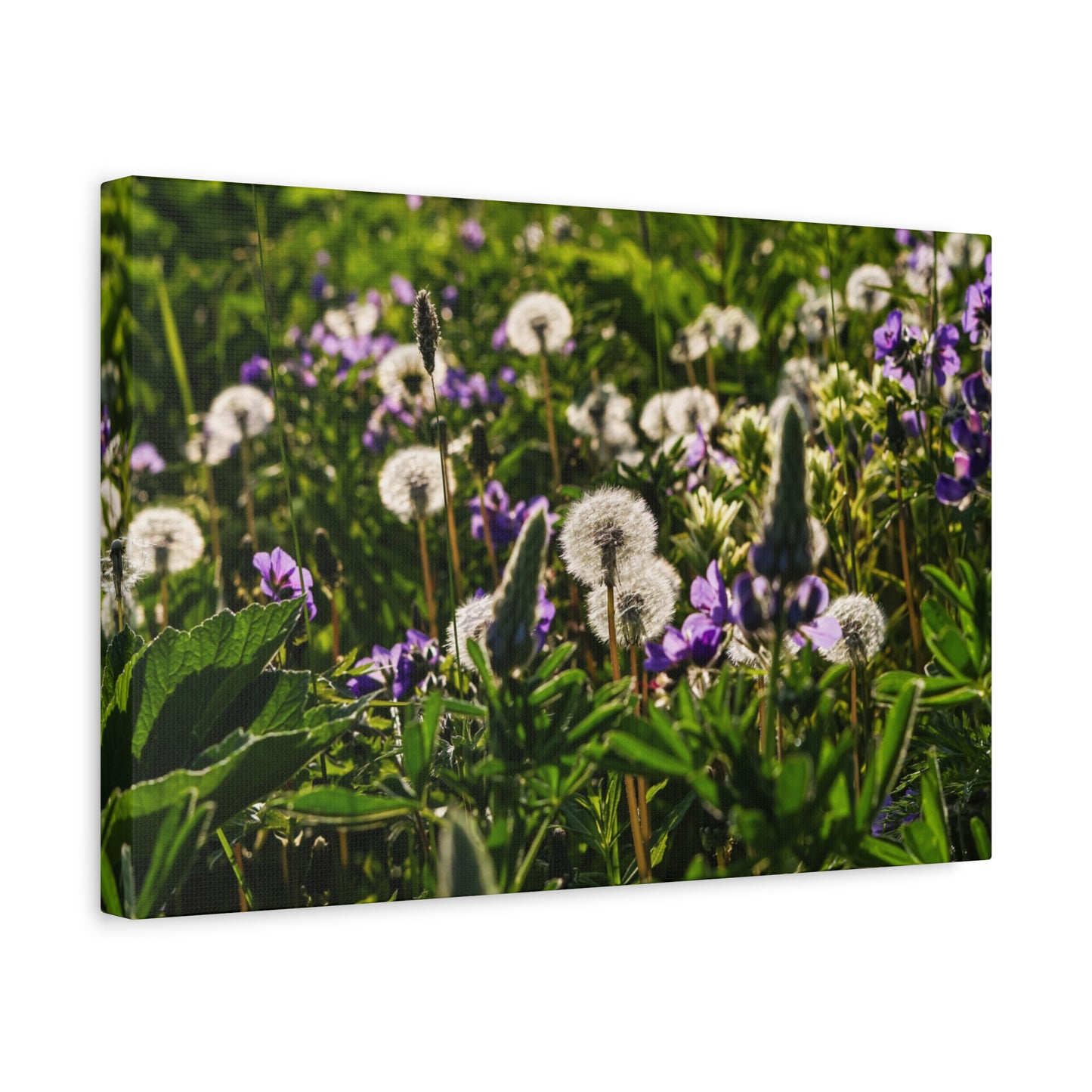 Dandelion Meadow Matte Canvas Print