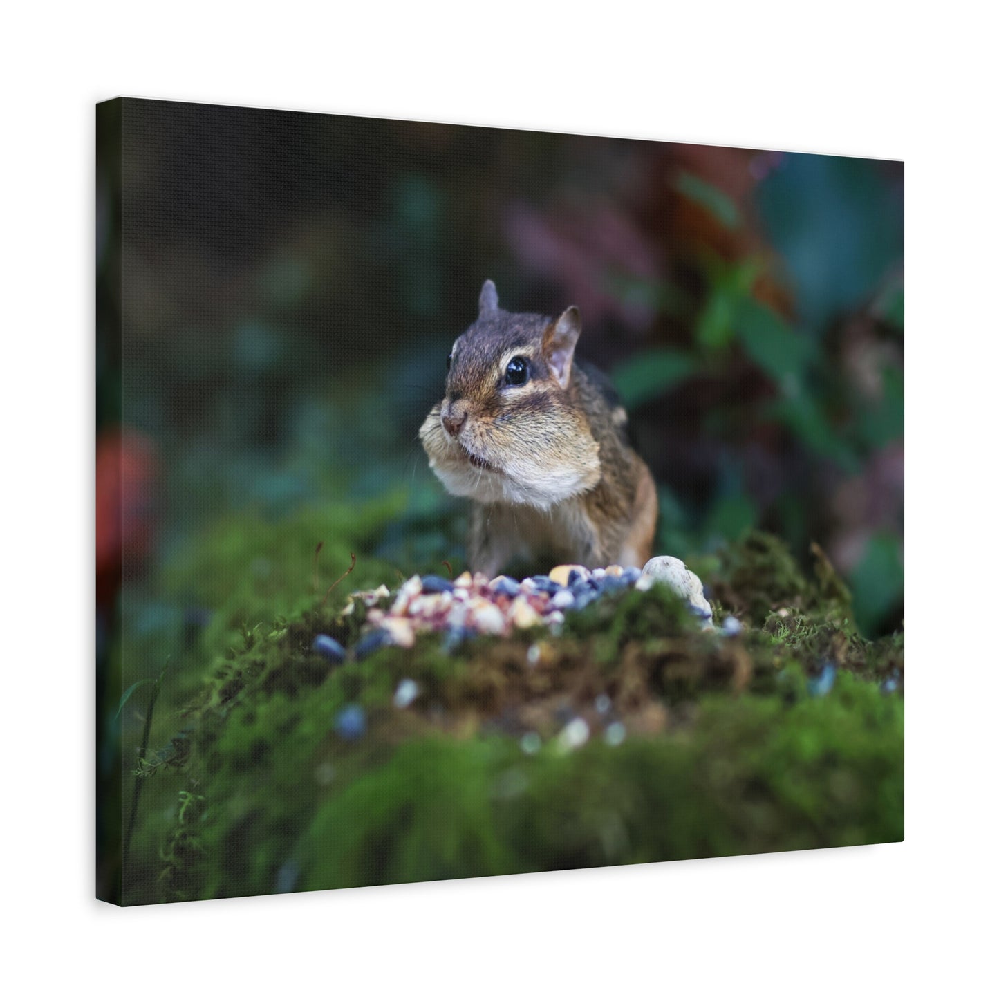 Chipmunk Close-Up Matte Canvas Wall Art ~ Cute Wildlife Photography
