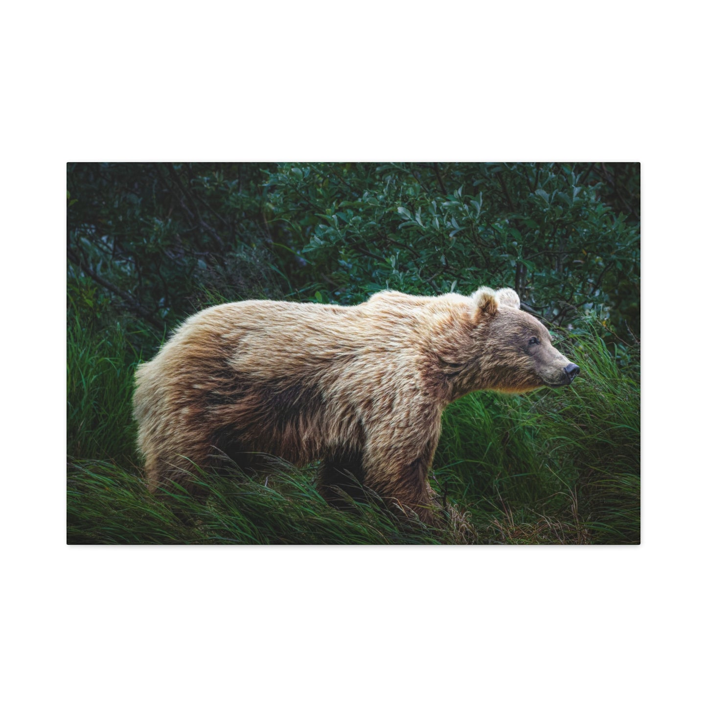 Katmai Brown Bear Canvas Print ~ Wildlife Wall Art Matte Stretched 1.25"