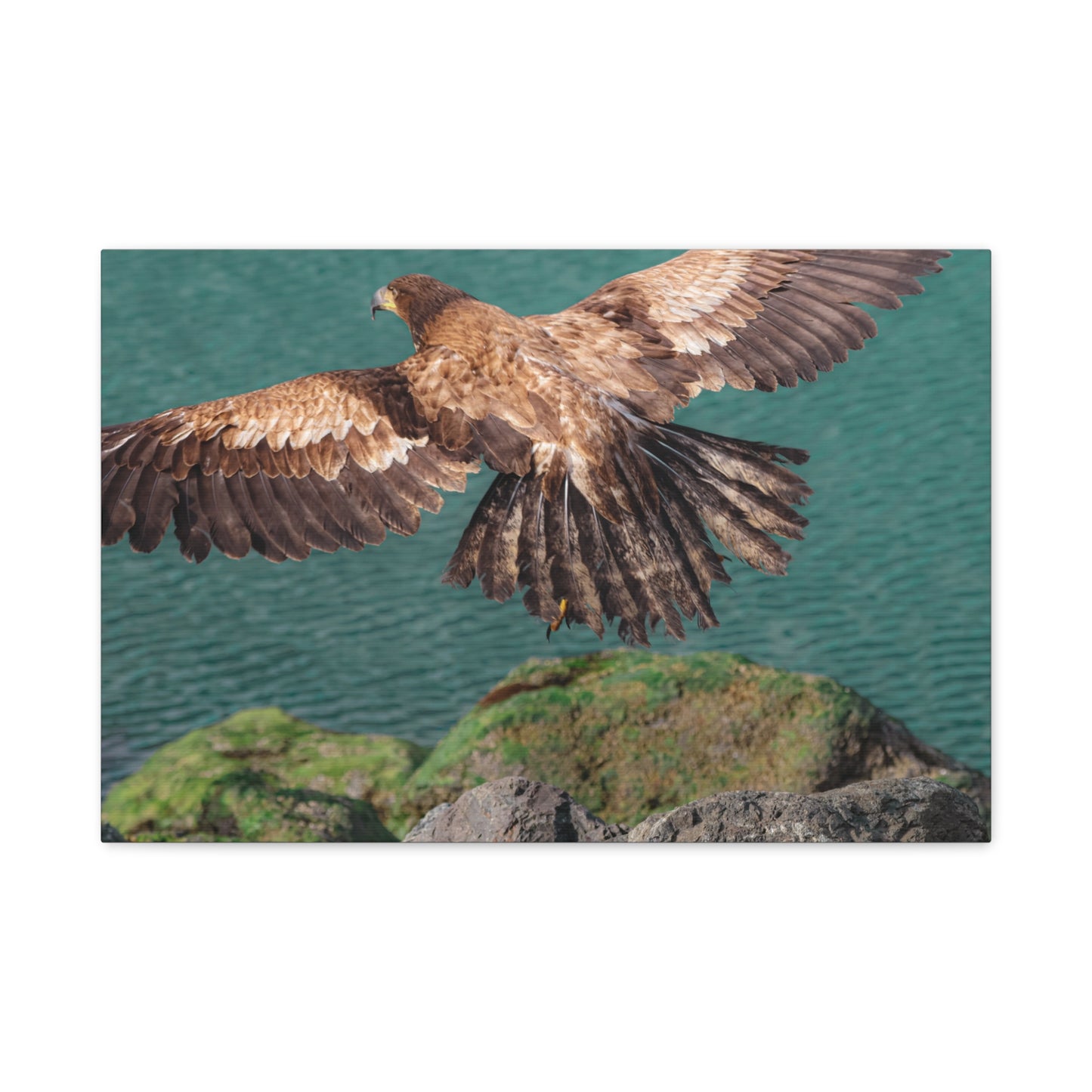Young Eagle Over Open Water – A Quiet Coastal Canvas Print
