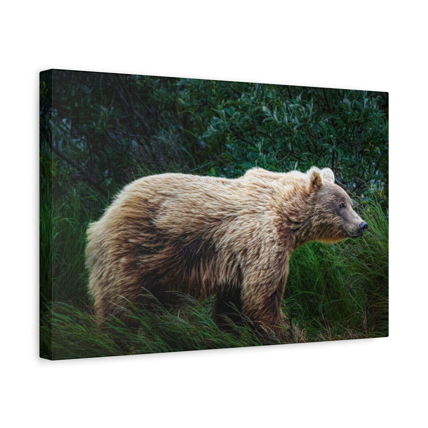 Katmai Brown Bear Canvas Print ~ Wildlife Wall Art Matte Stretched 1.25"