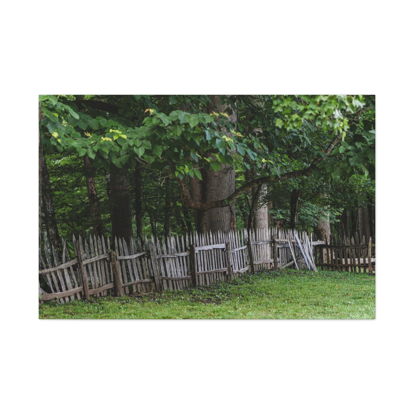 Rustic Split-Rail Fence Canvas Wall Art ~ Forest Landscape Matte Stretched Print