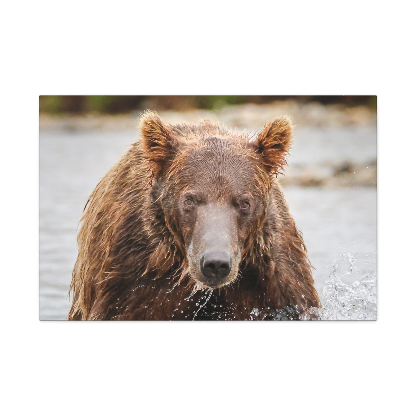 Katmai Brown Bear of Alaska Close-Up Matte Canvas Print ~ Wildlife Wall Art, 1.25" Stretched