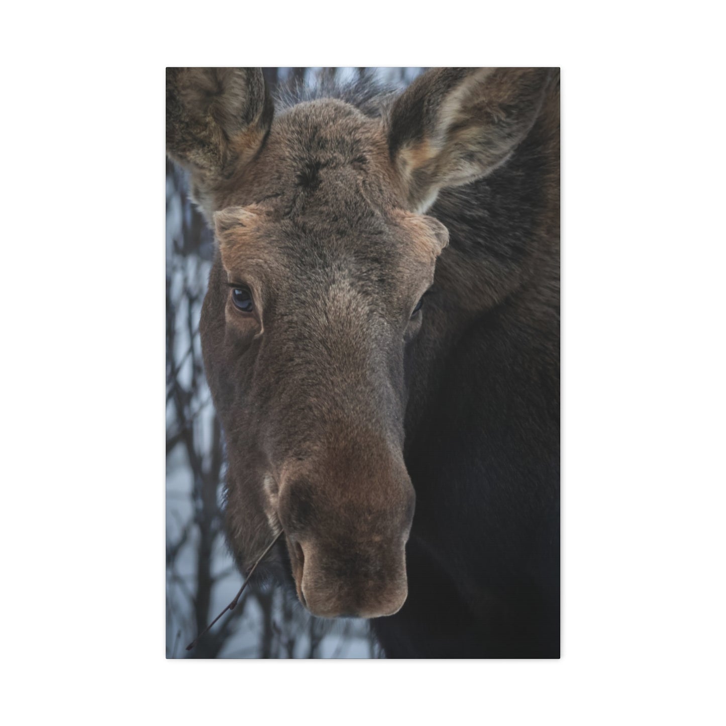 Winter Moose Canvas Print, Stretched Wall Art