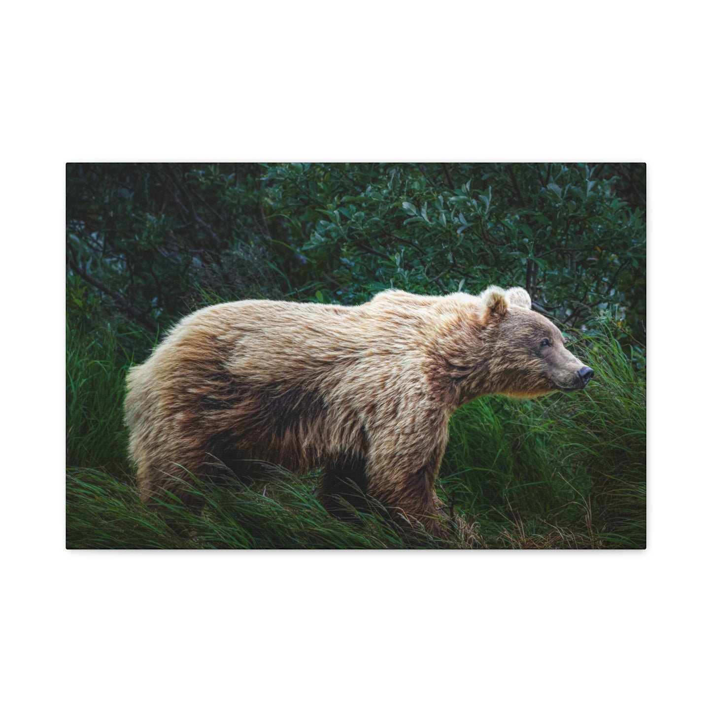 Katmai Brown Bear Canvas Print ~ Wildlife Wall Art Matte Stretched 1.25"
