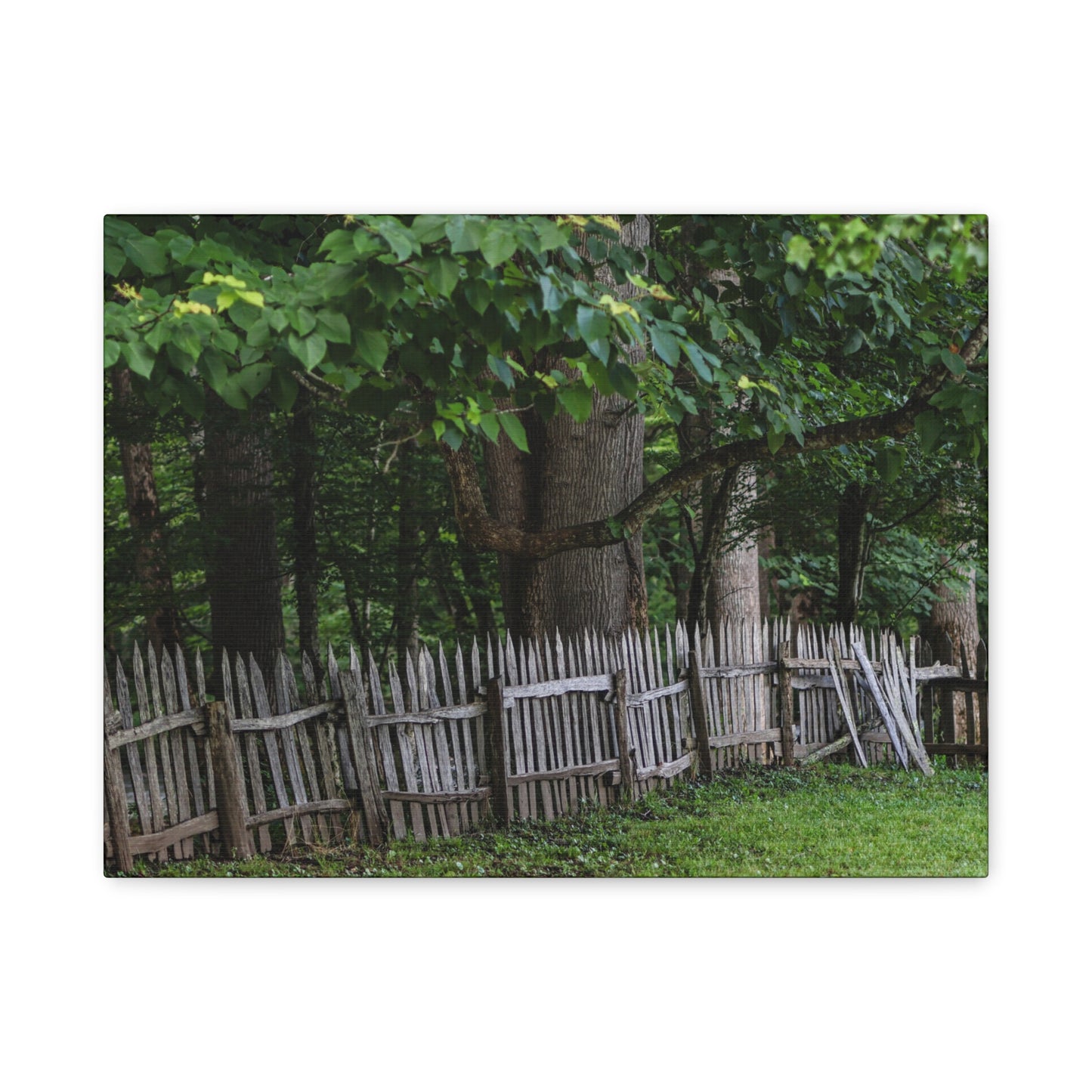 Rustic Split-Rail Fence Canvas Wall Art ~ Forest Landscape Matte Stretched Print