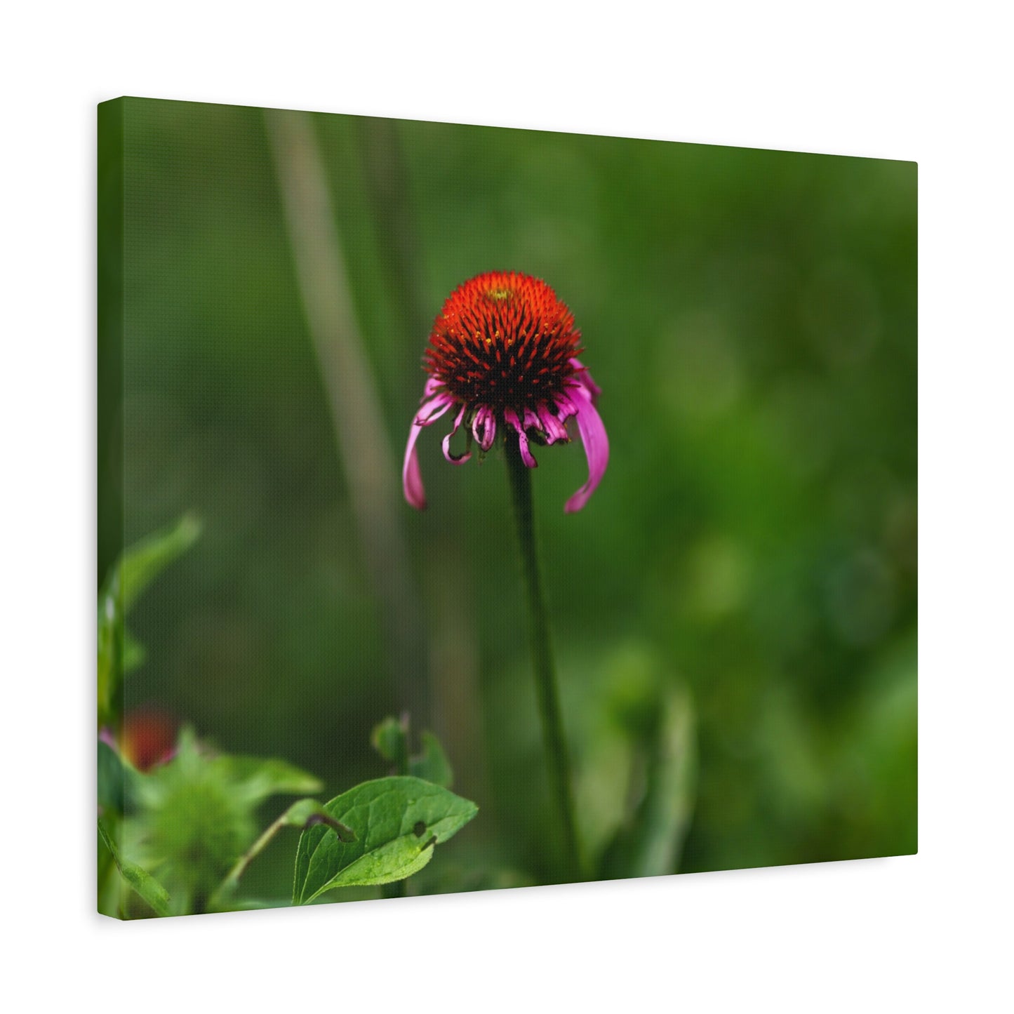 Echinacea Wildflower Canvas Print — Matte Stretched Wall Art