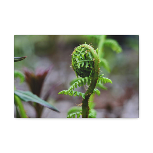 Fiddlehead Fern Matte Canvas Print ~ Botanical Nature Wall Art