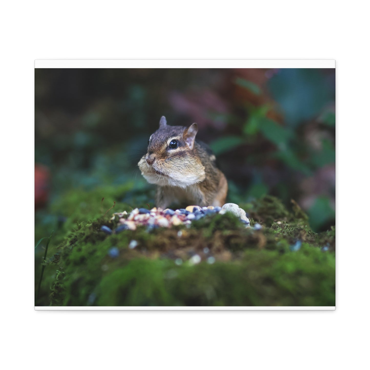Chipmunk Close-Up Matte Canvas Wall Art ~ Cute Wildlife Photography
