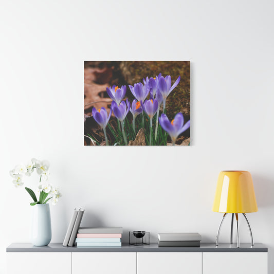 Purple Crocus Flower Canvas Stretched Matte Canvas