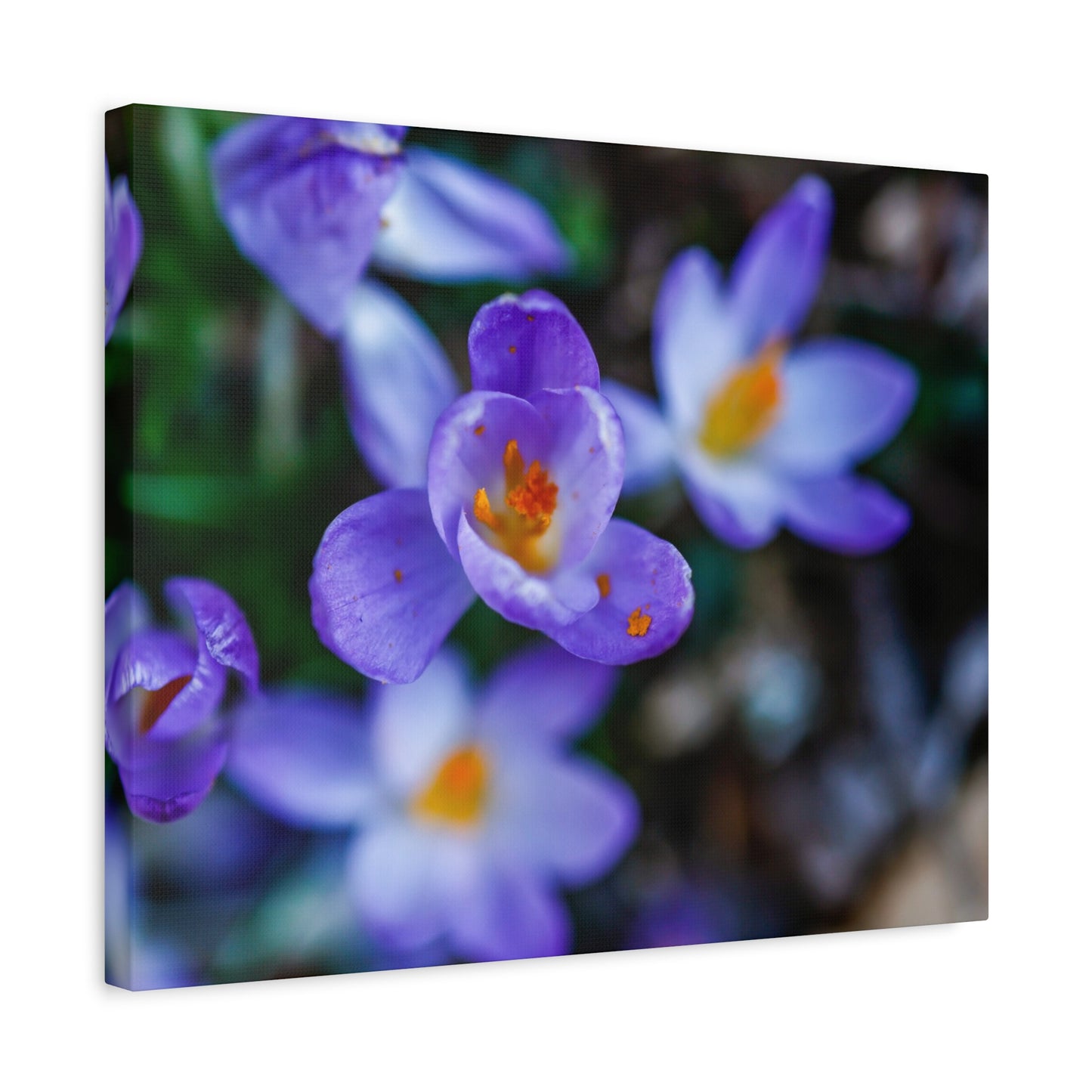 Purple Crocus Blossom Matte Canvas Print, Spring Floral Wall Art