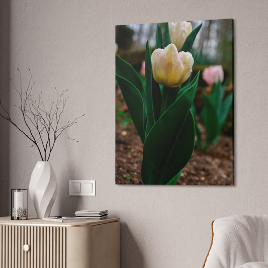 Tulip Blossom Spring Floral on canvas