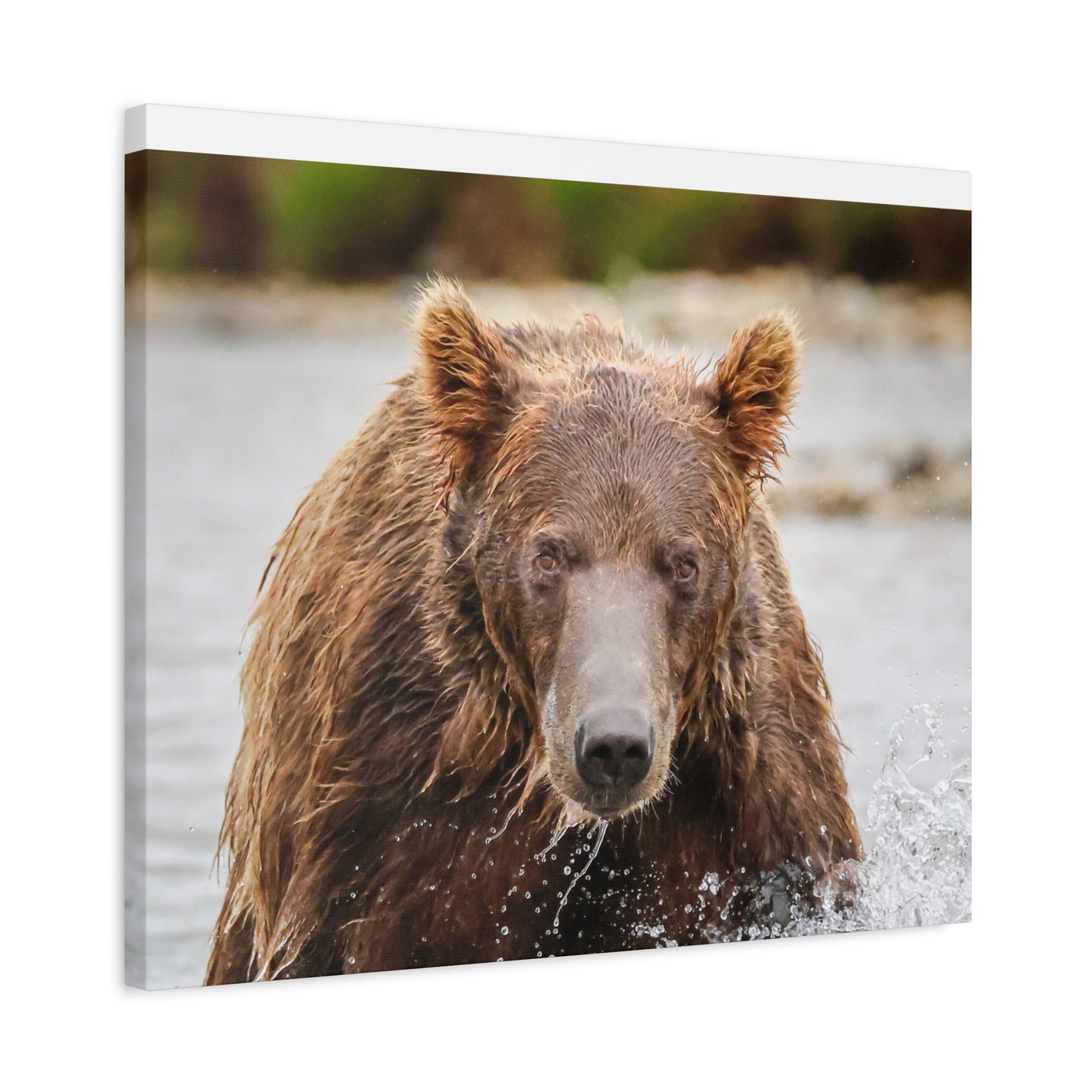 Katmai Brown Bear of Alaska Close-Up Matte Canvas Print ~ Wildlife Wall Art, 1.25" Stretched