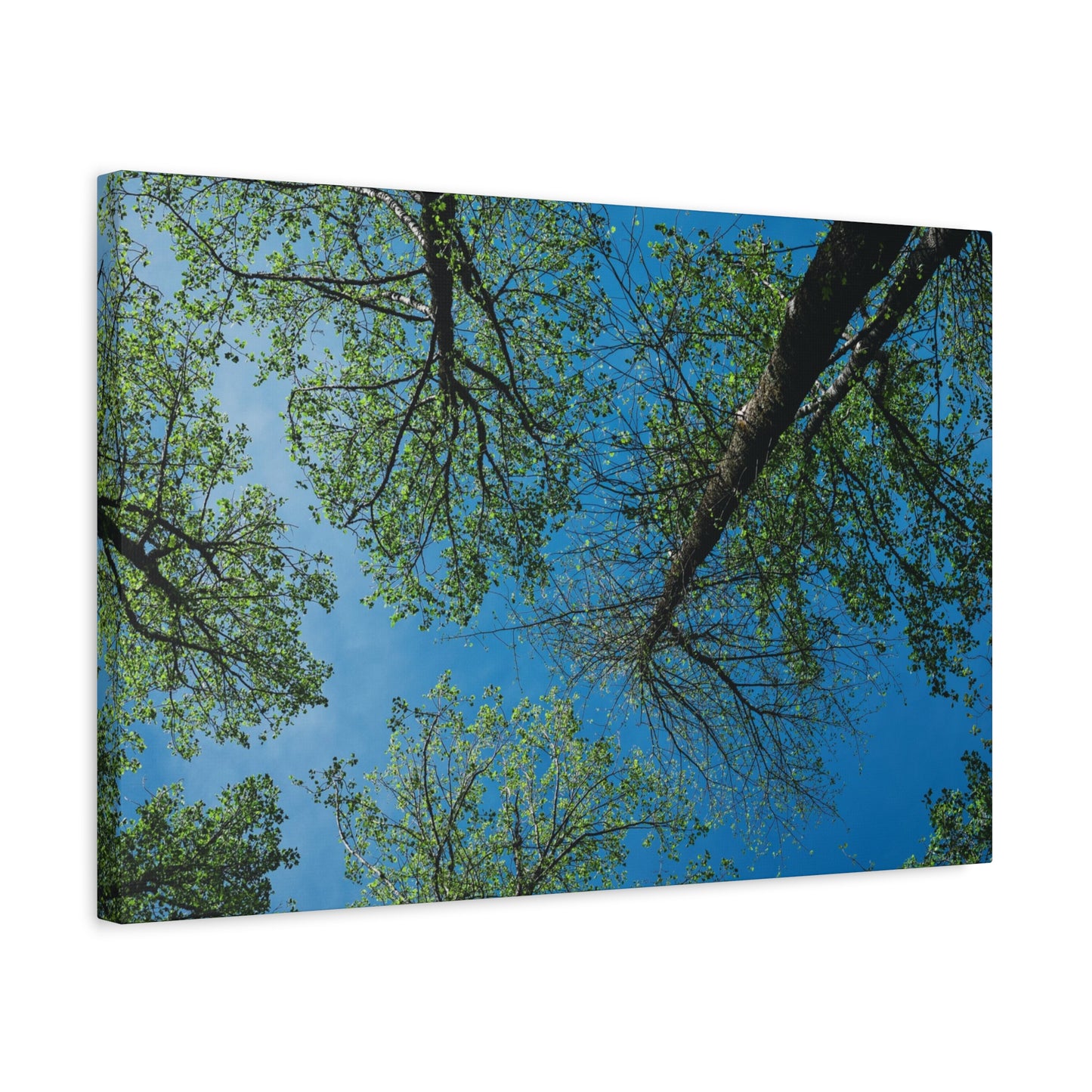 Looking Up Through The Quiet | Stretched Matte Wall Art