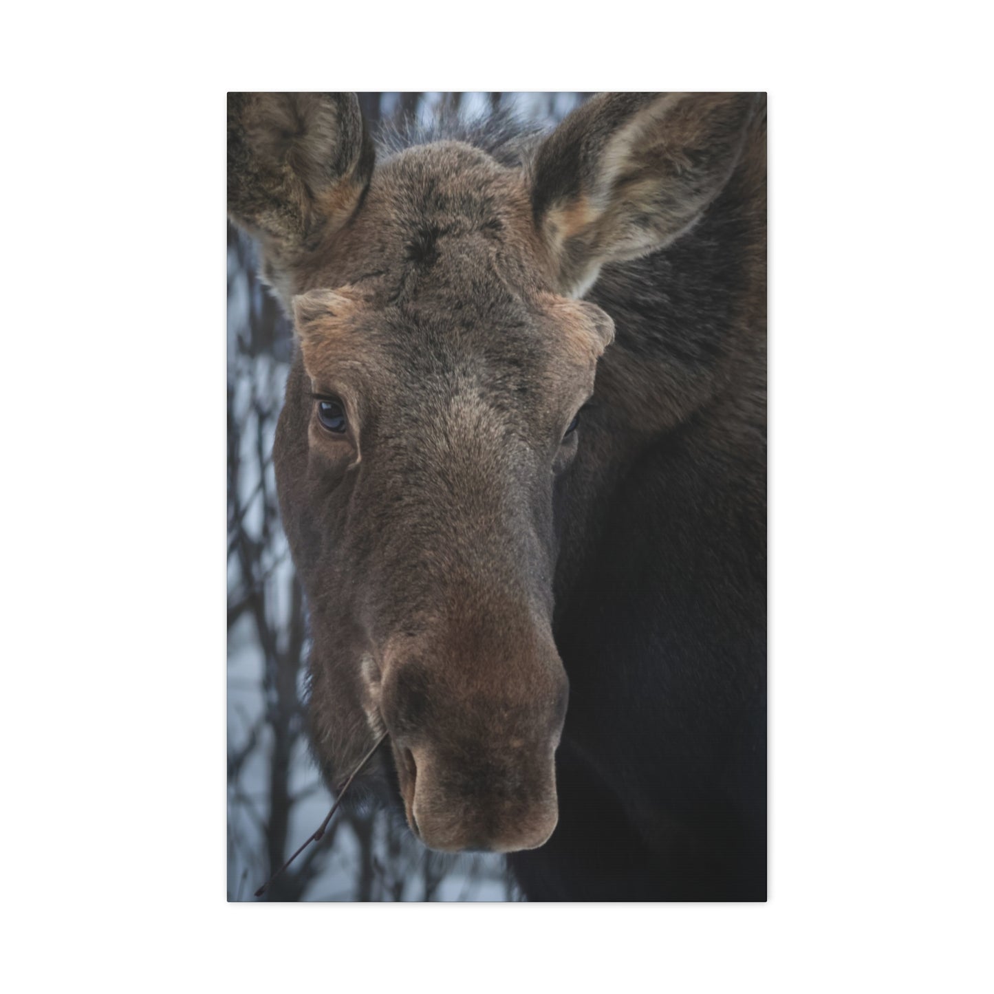 Moose Face Close-Up Matte Canvas Wall Art