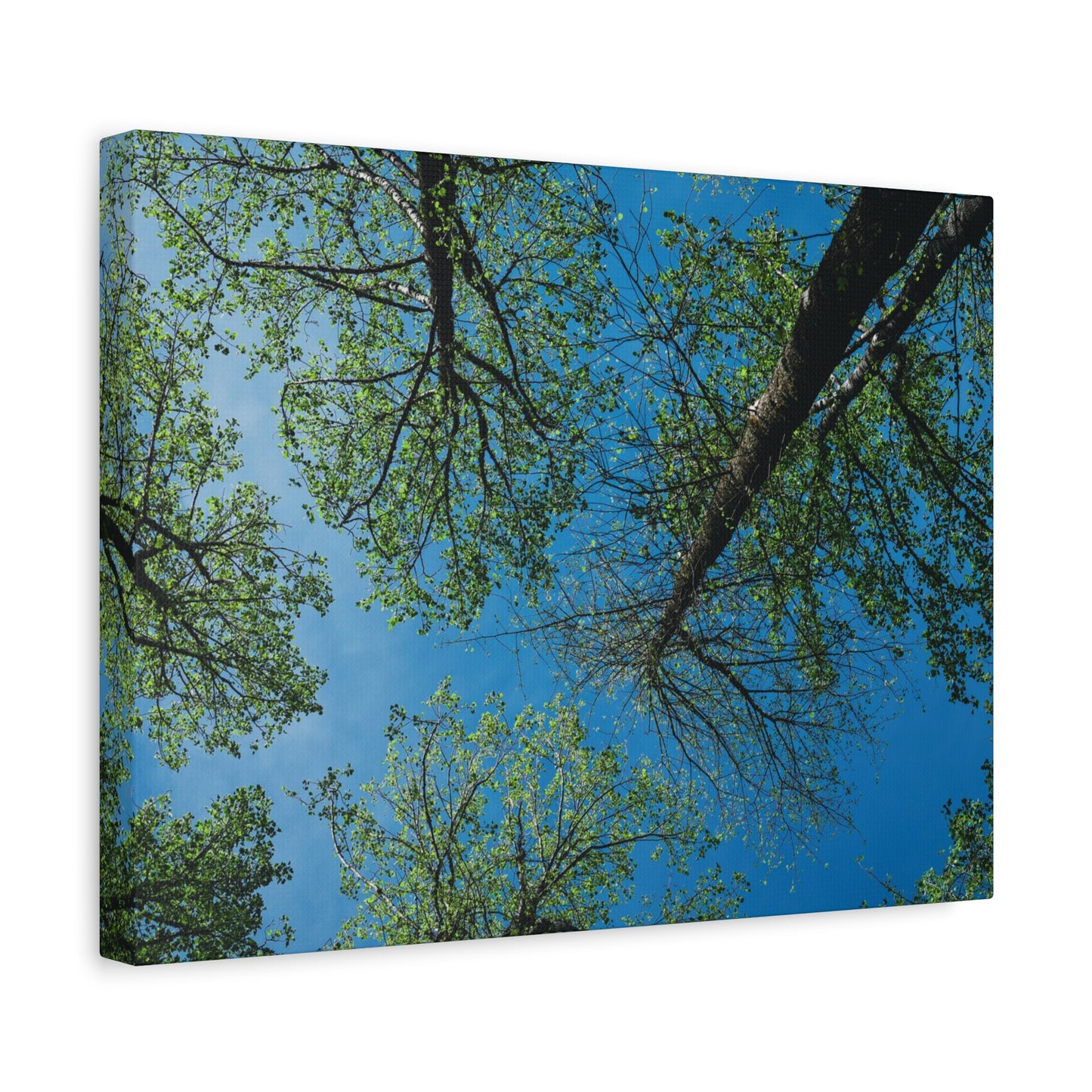 Looking Up Through The Quiet | Stretched Matte Wall Art