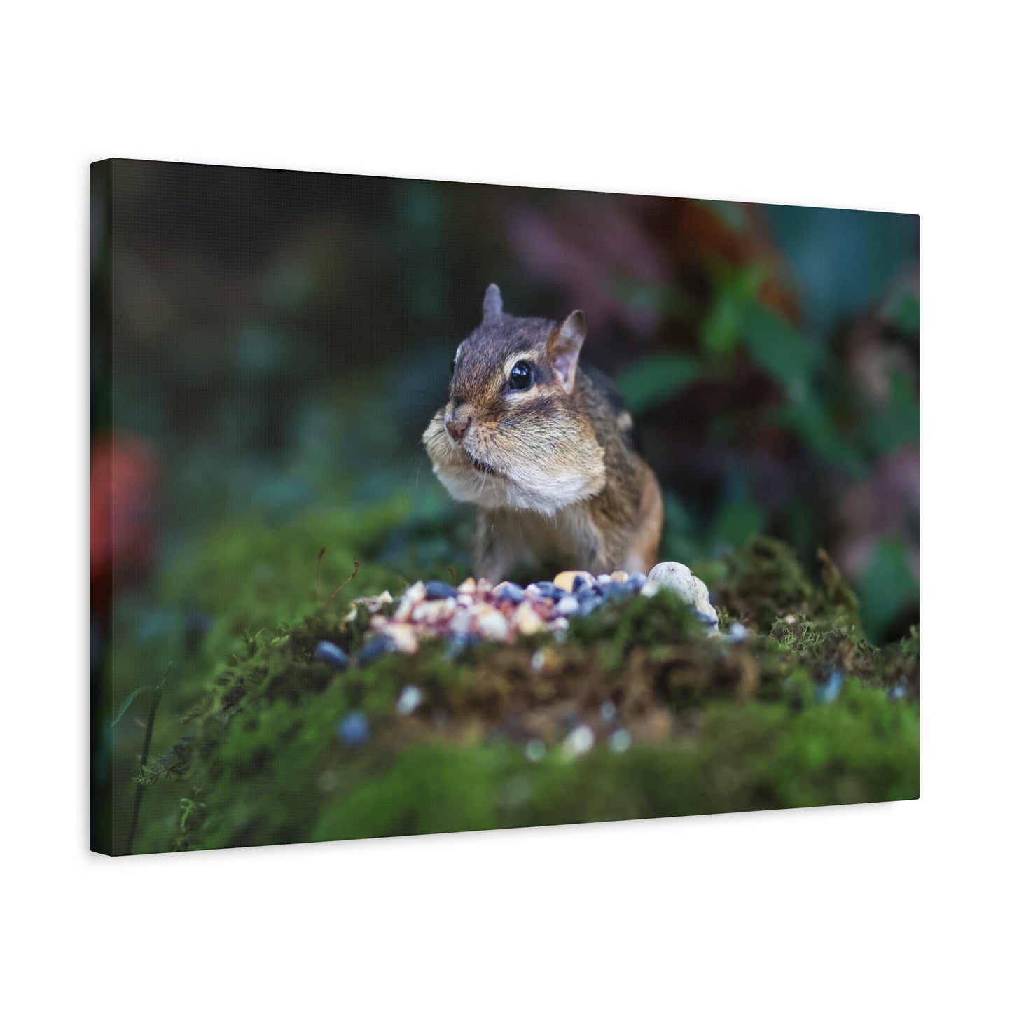 Curious Chipmunk Canvas Print – A Quiet Wildlife Moment