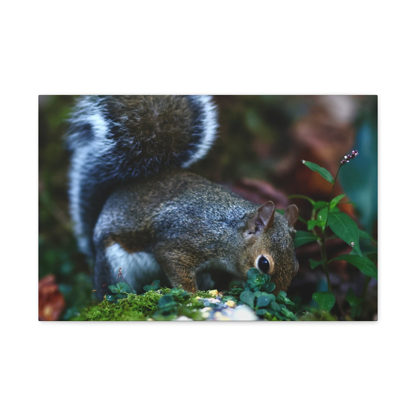 Squirrel Foraging Matte Canvas Print — Nature Wall Art, Wildlife Photography Stretched Canvas