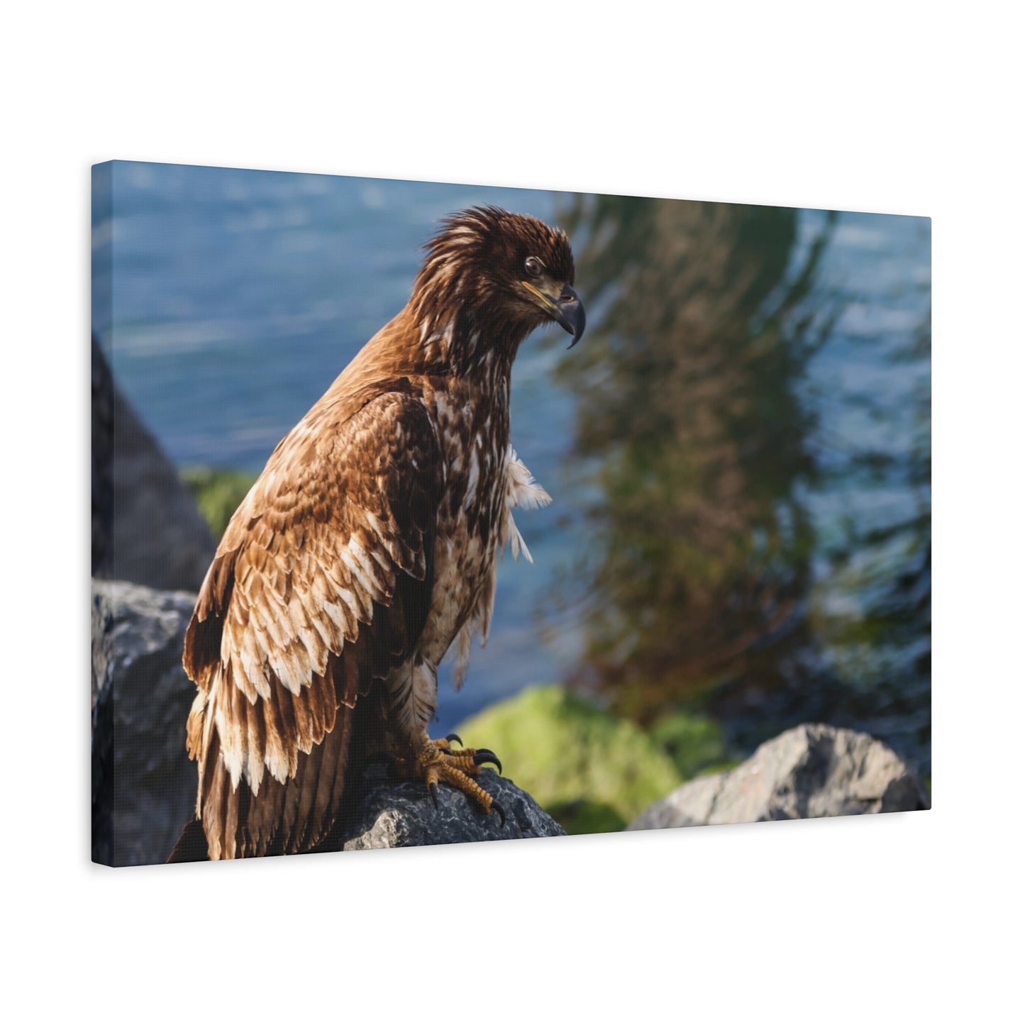 Bald Eagle Canvas Print — Coastal Wildlife Matte Stretched Art