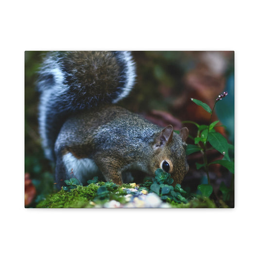 Squirrel Foraging Matte Canvas Print — Nature Wall Art, Wildlife Photography Stretched Canvas
