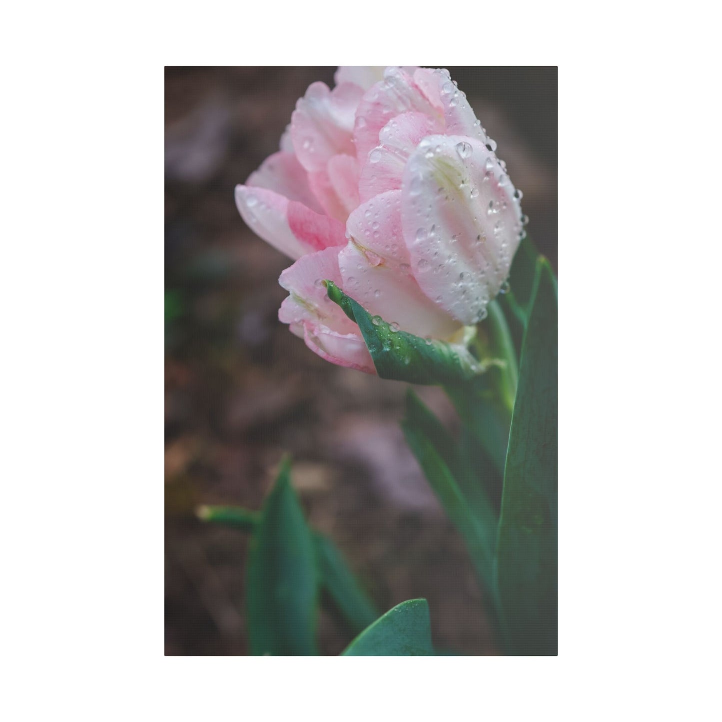 Pale Pink Tulip Close-Up with Rain Drops