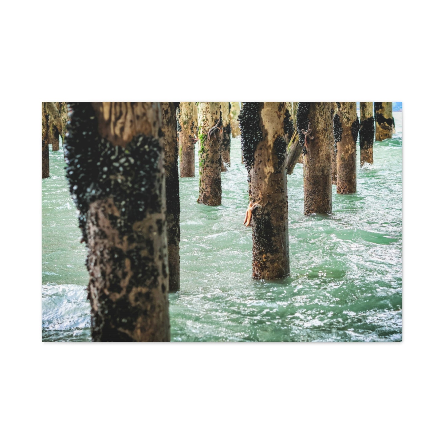 Where the Tide Slows ~ Starfish on Ocean Pilings Canvas Print