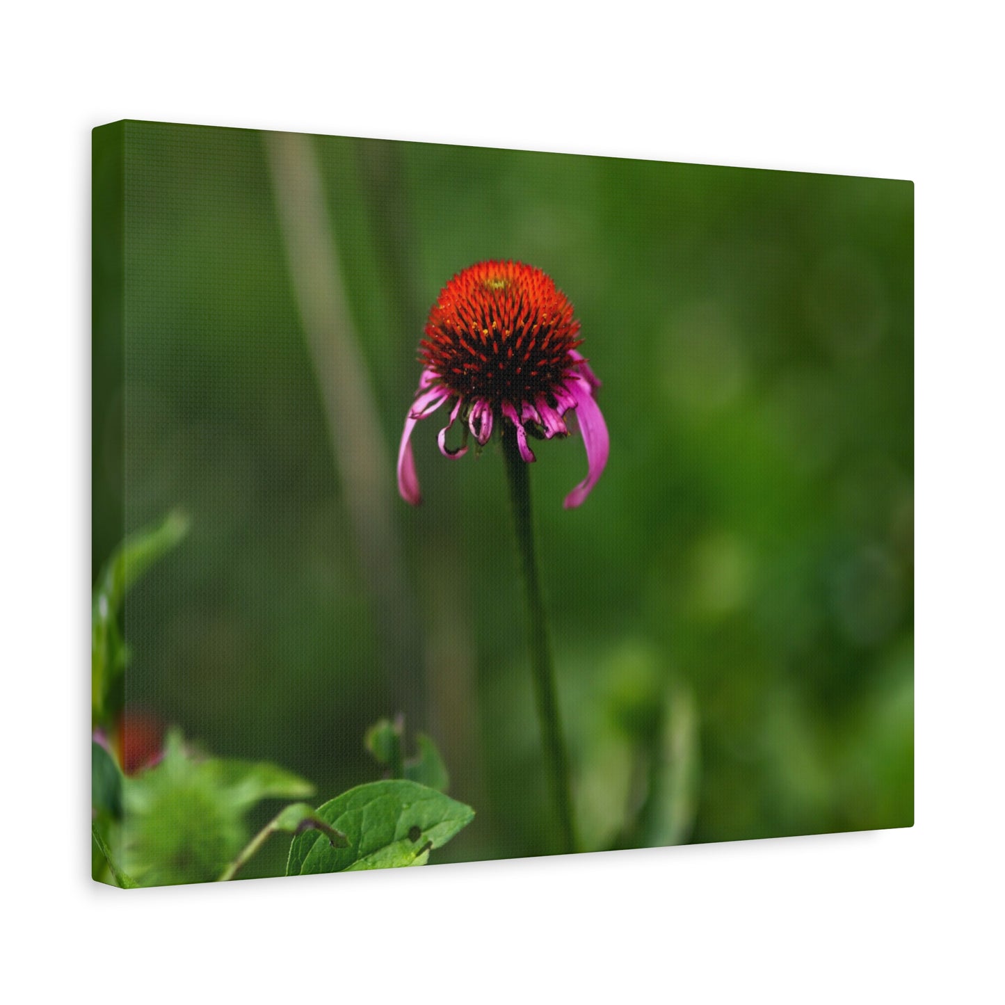 Echinacea Wildflower Canvas Print — Matte Stretched Wall Art