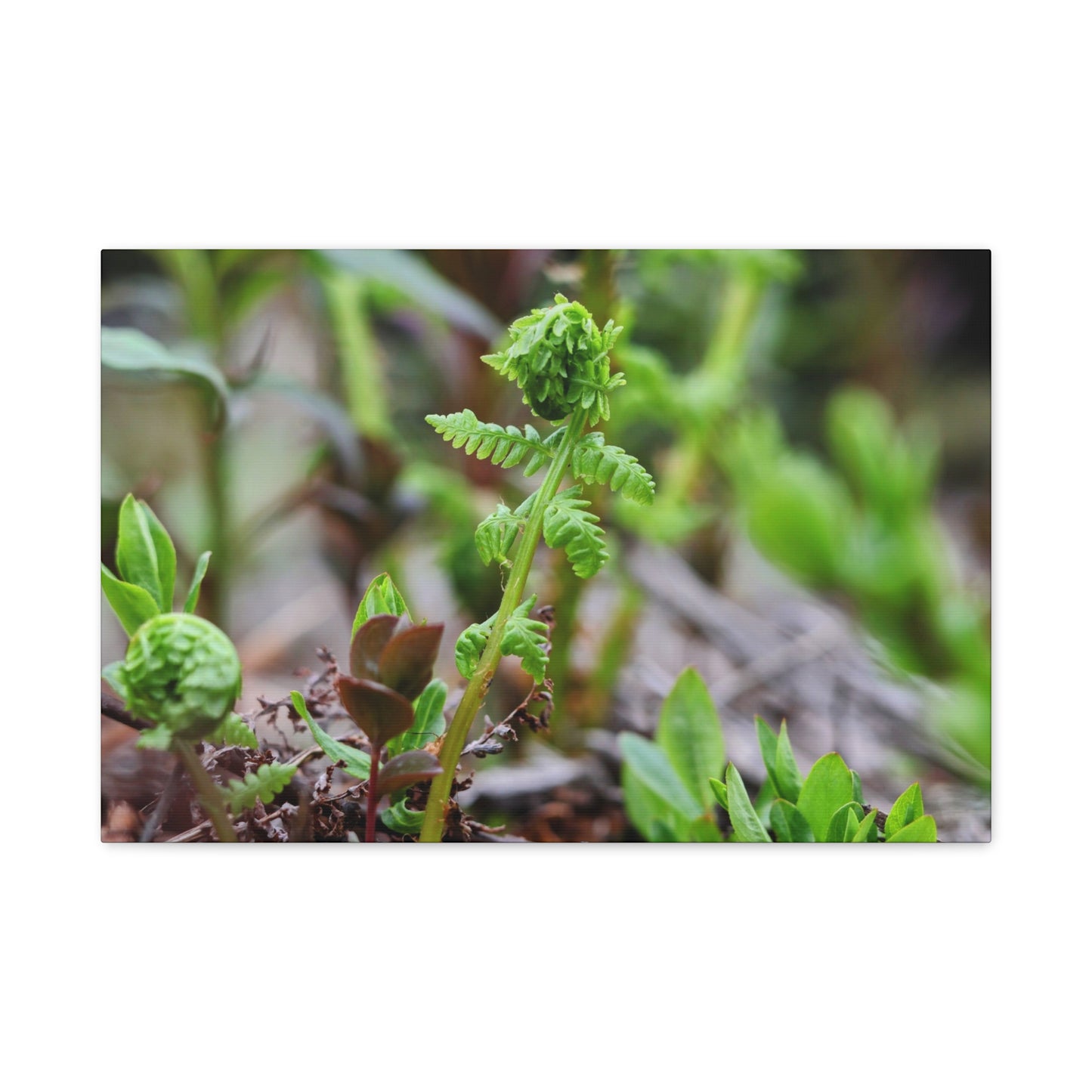Fiddlehead Fern Matte Stretched Canvas Print ~ Botanical Nature Wall Art