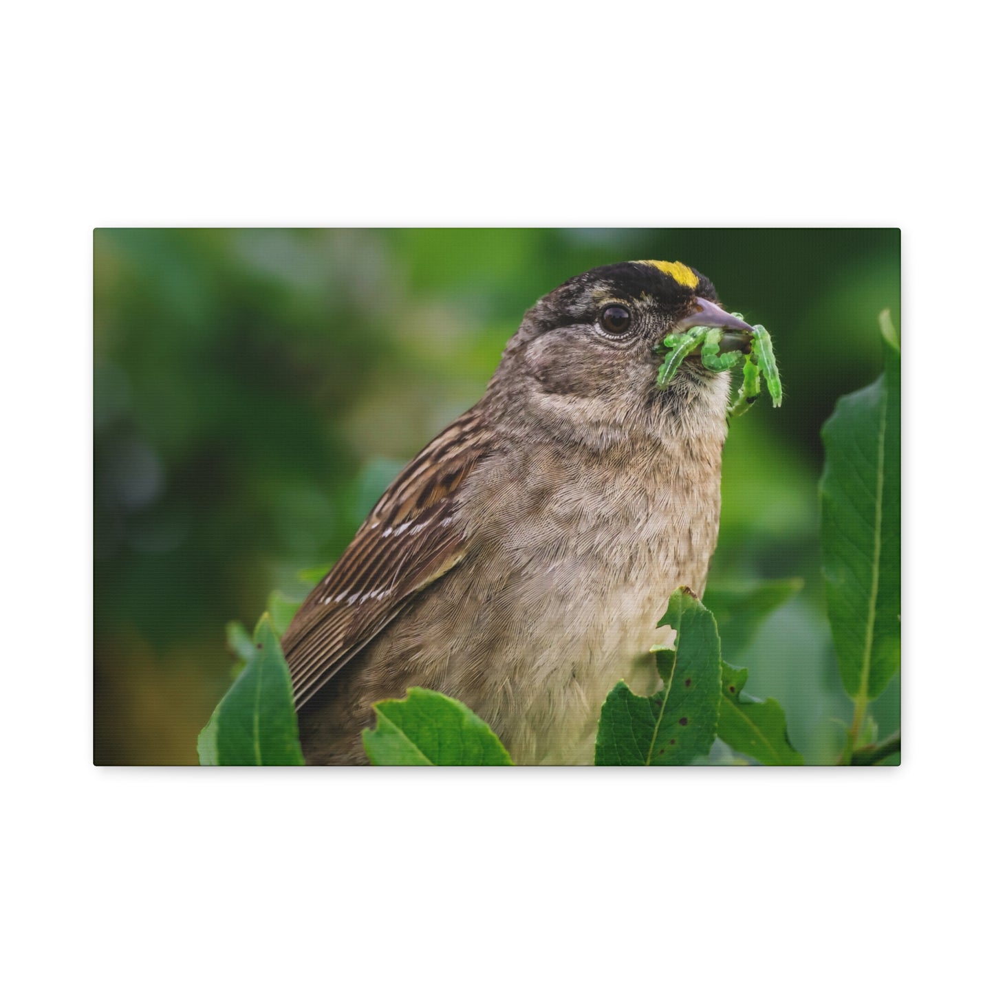 Golden-Crowned Sparrow Canvas Print, Bird Photography Wall Art