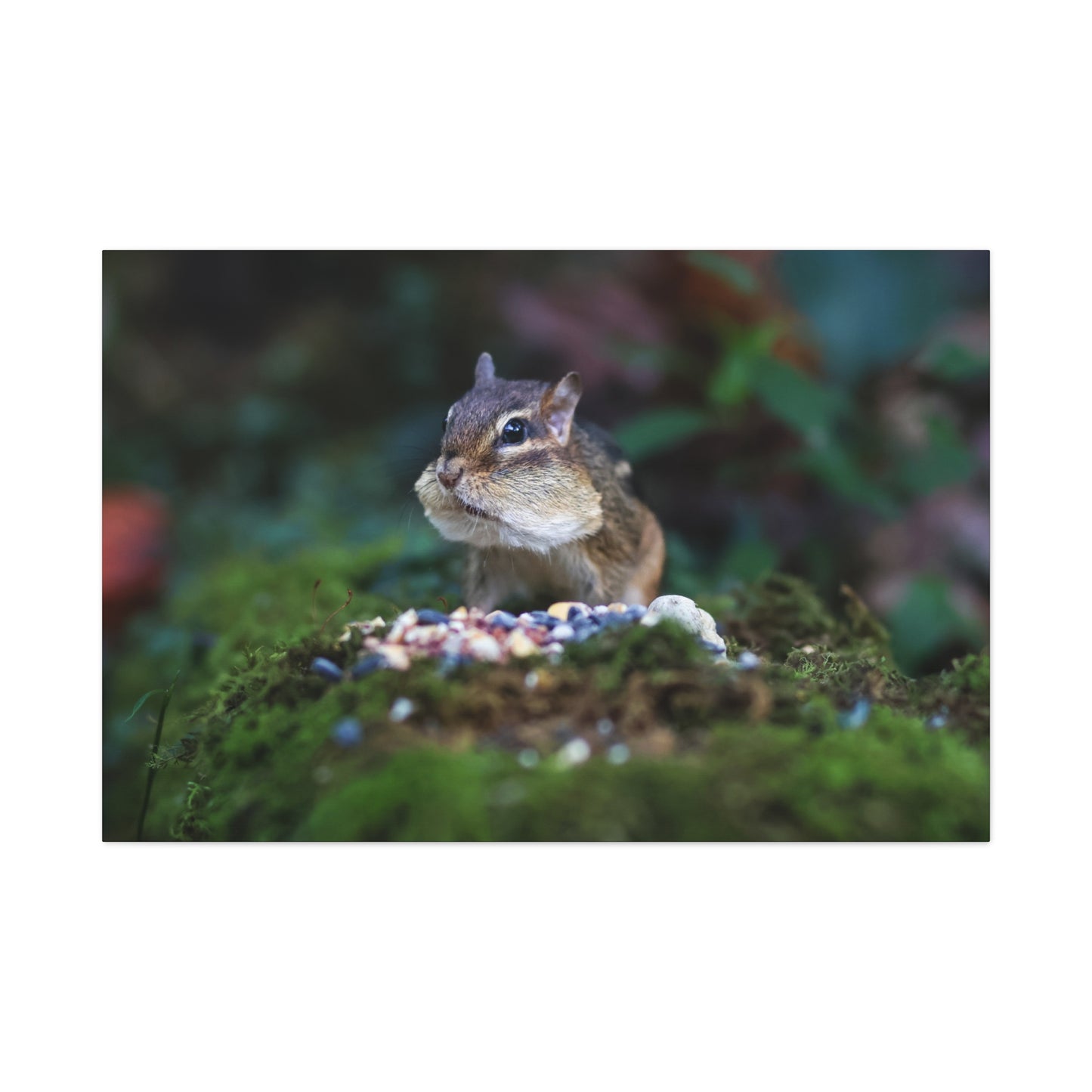 Curious Chipmunk Canvas Print – A Quiet Wildlife Moment